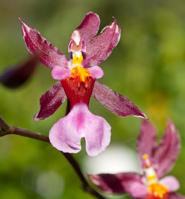 Orchideenbluete