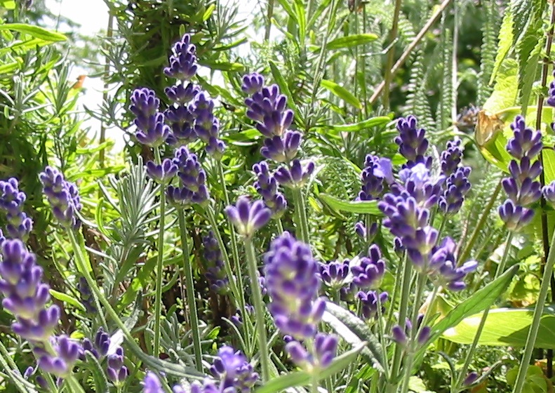 Lavender_blossoms