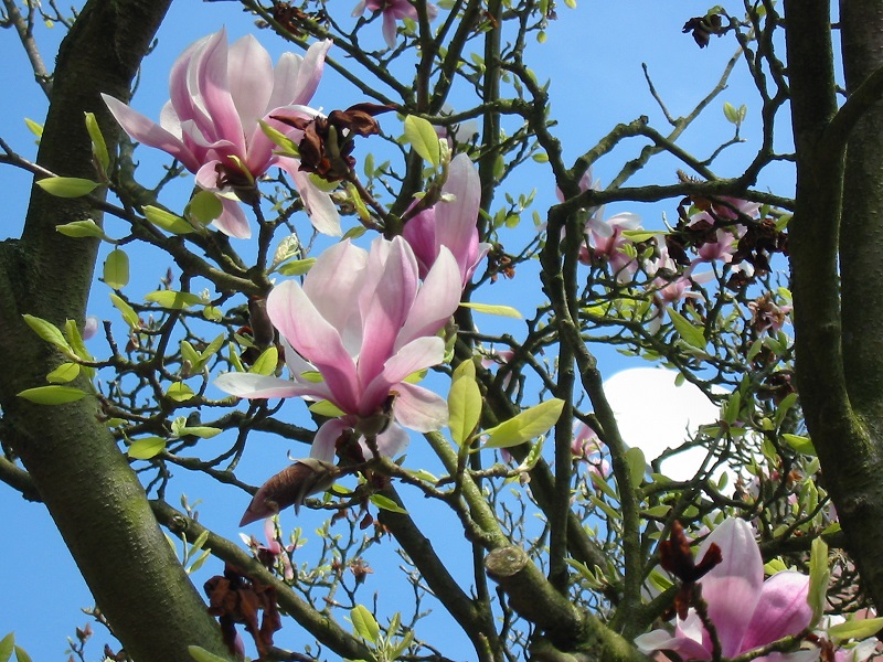 Magnolia_blossoms