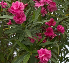 Oleanderblueten