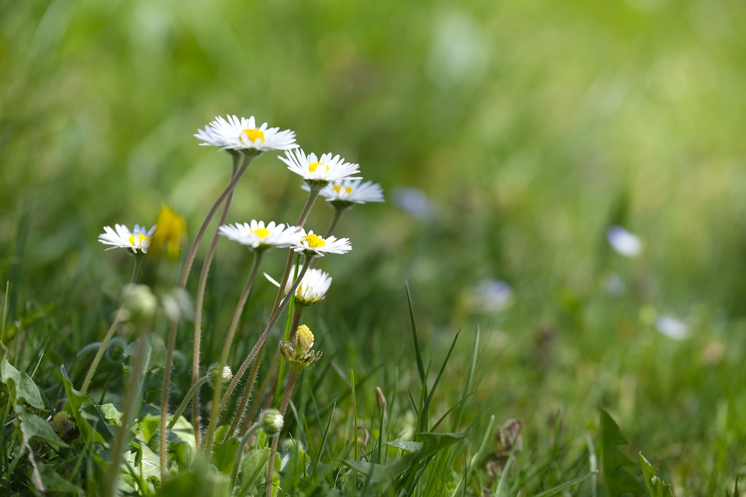 Daisies_meadow
