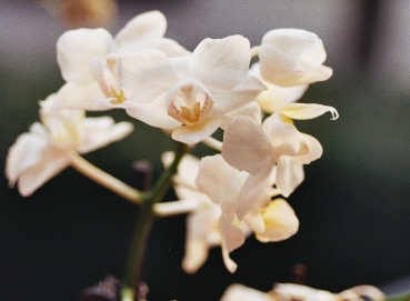 Orchideenblueten