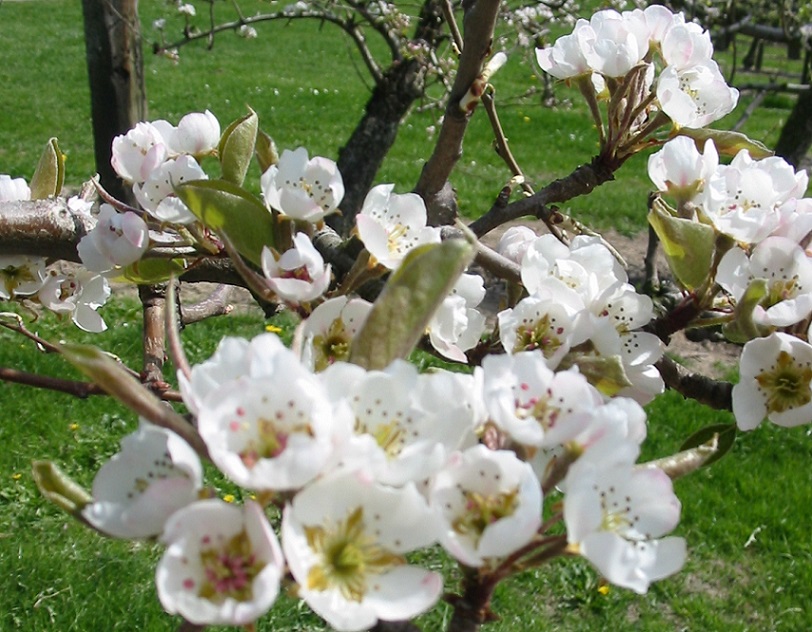 apple_tree_blossom