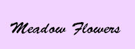 Meadow_Flowers